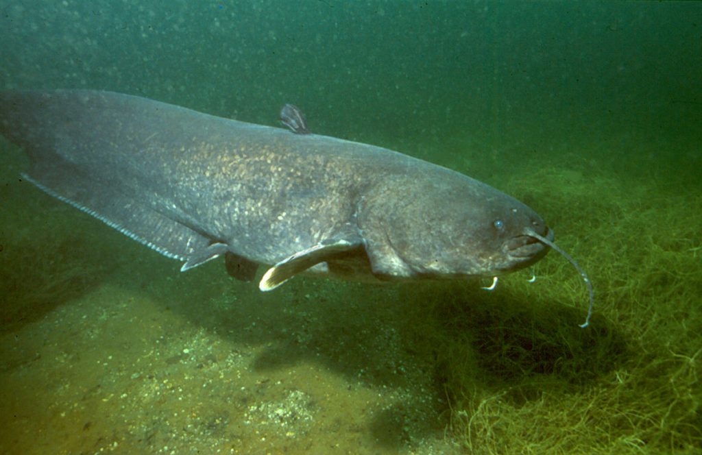 Wels catfish