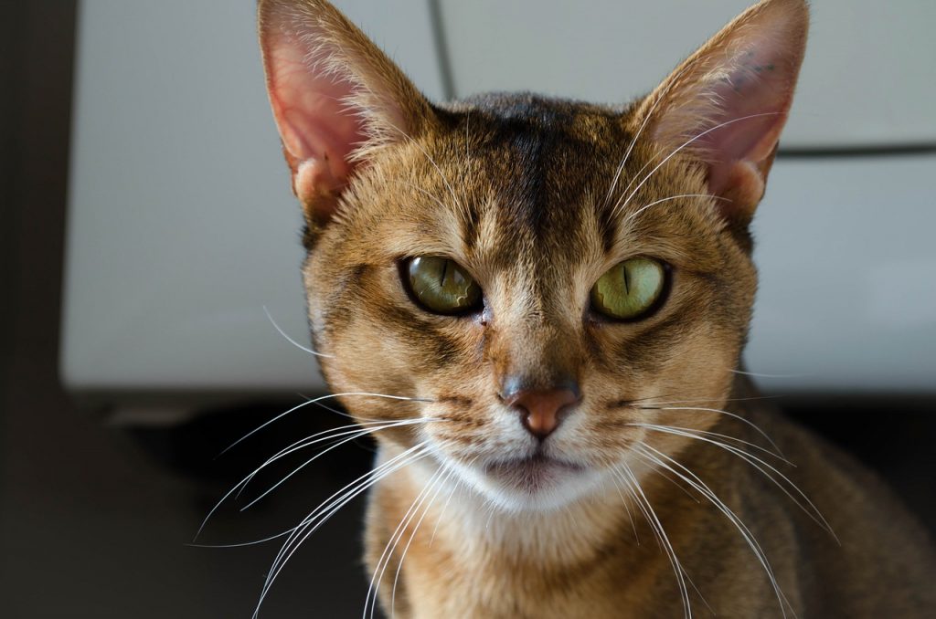 abyssinian