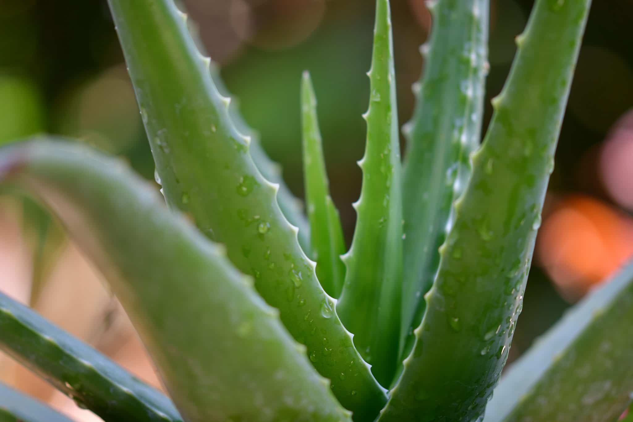 Different Types Of Aloe Plants Around The World Natgeos 1253