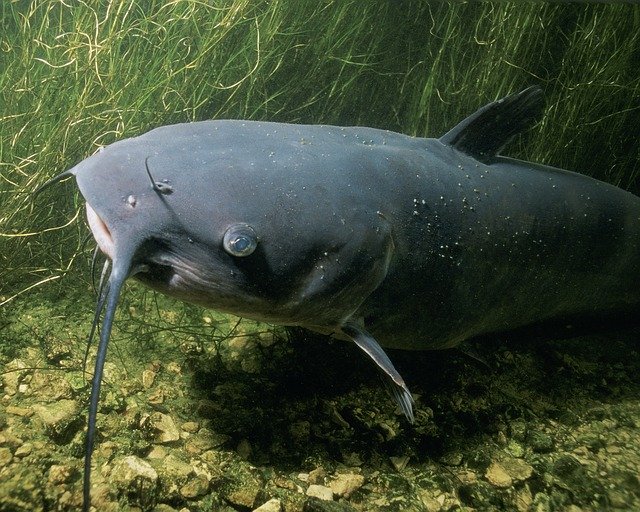 channel catfish