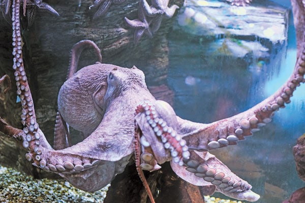 giant octopus