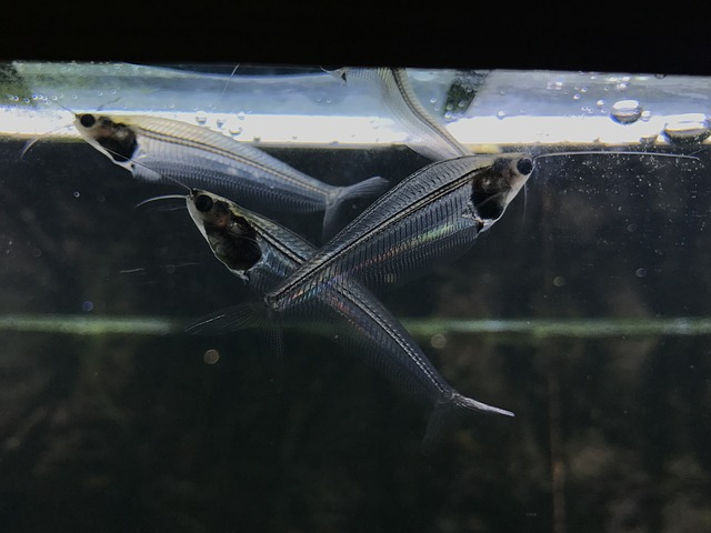 glass catfish