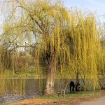 types of willow tree