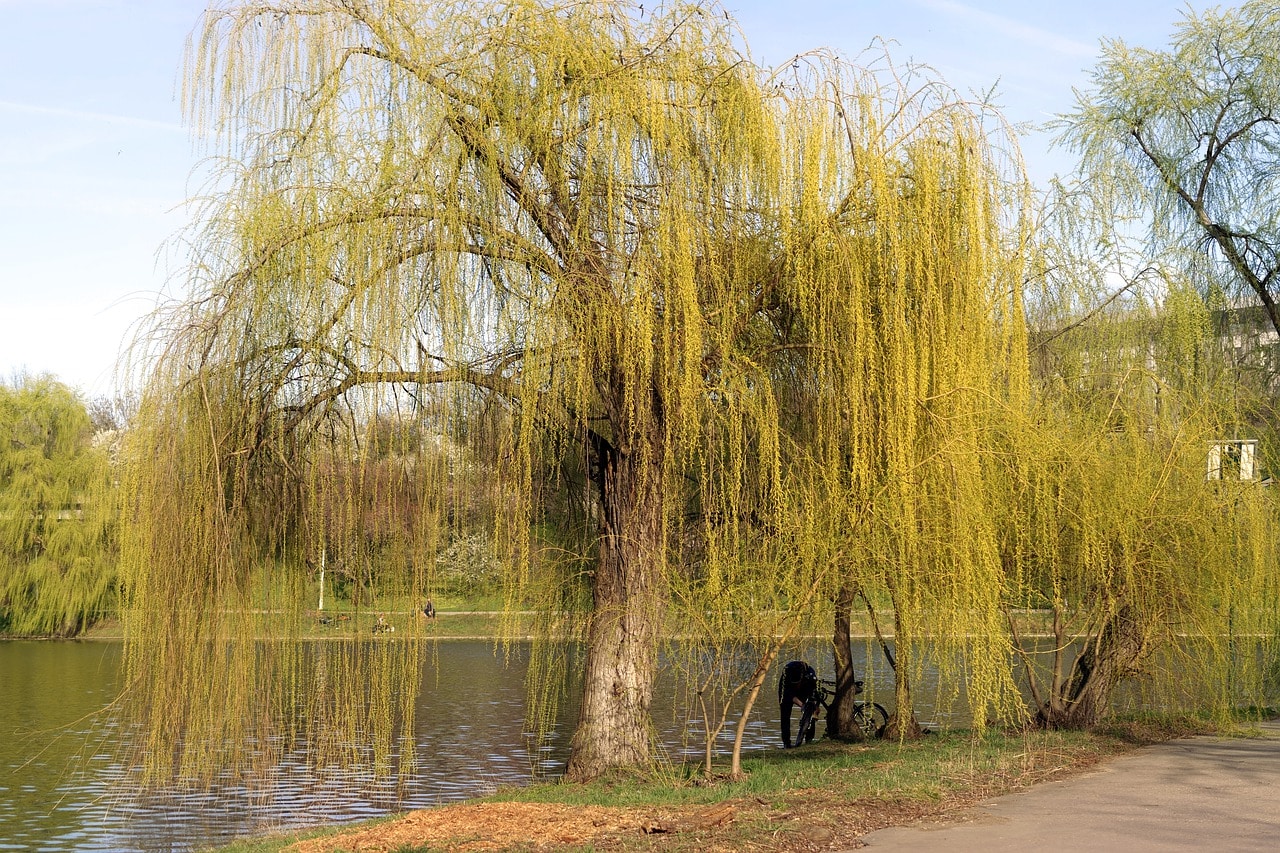 types of willow tree