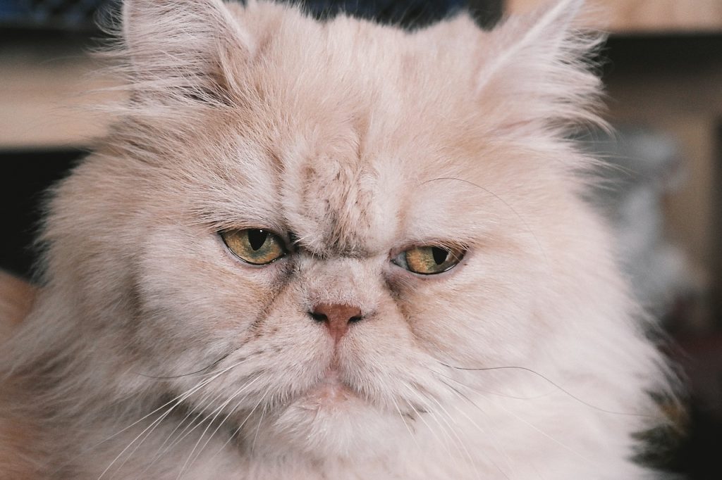 persian cat