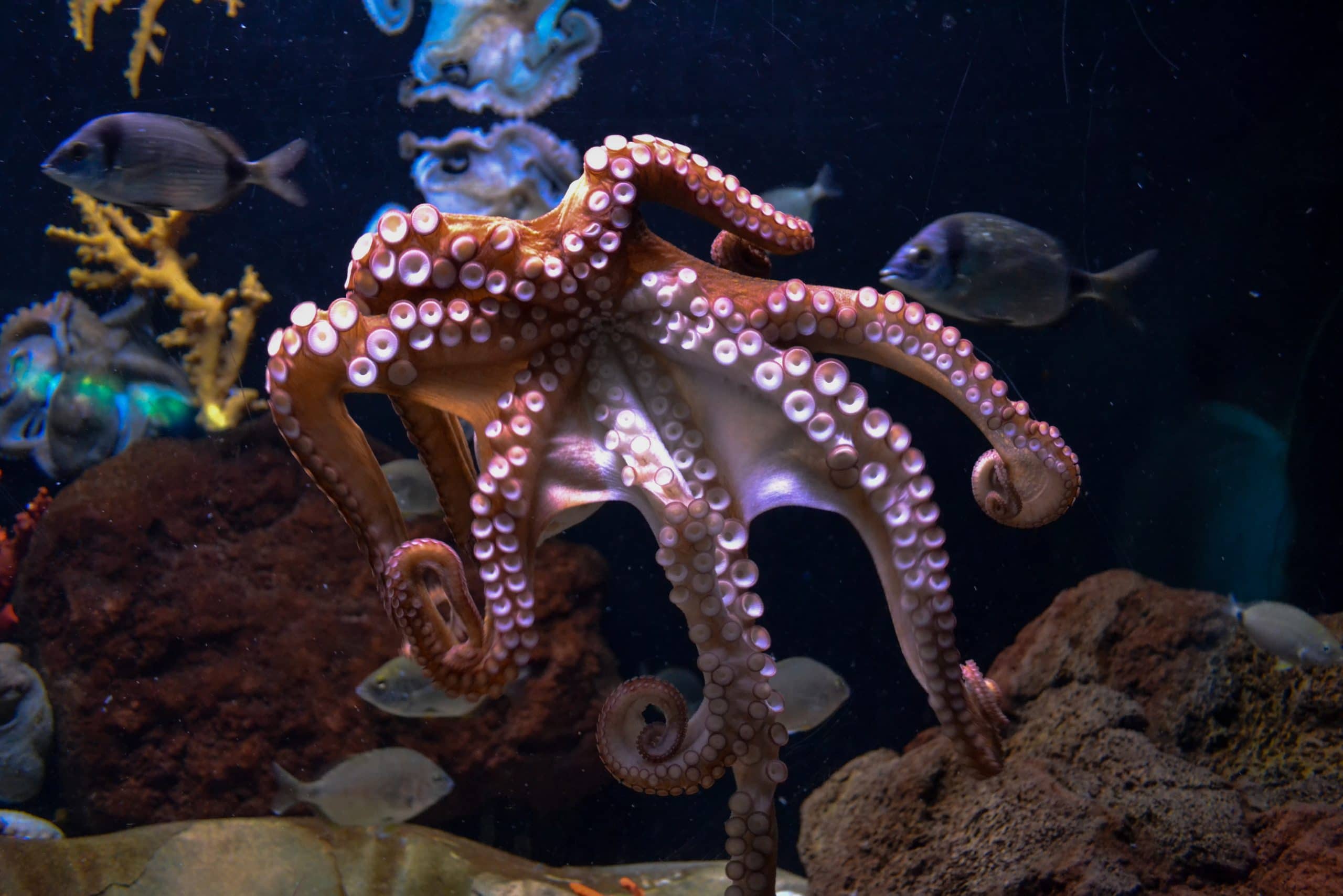 Different Types Of Octopus You Have To Know Natgeos