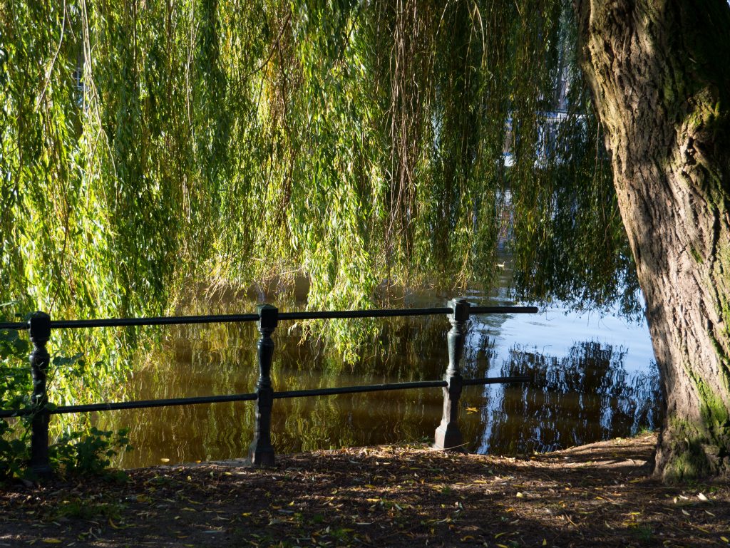 weeping willow