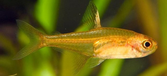 The Different Types of Tetras, You Need to Know! - Natgeos