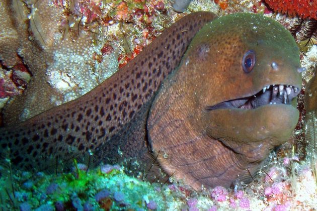 Different Types of Eels That May You Don't Know - Natgeos