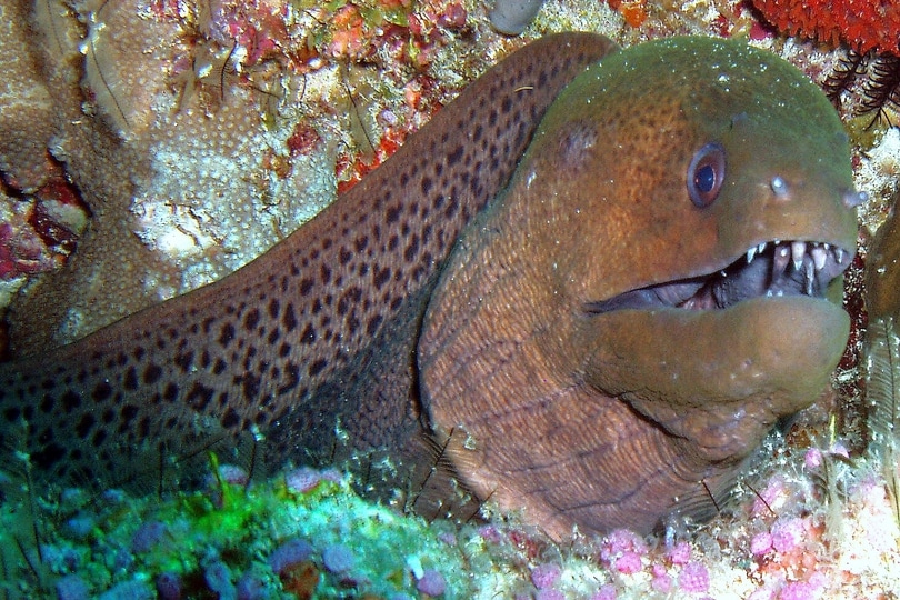 Giant moray types of eels on marine