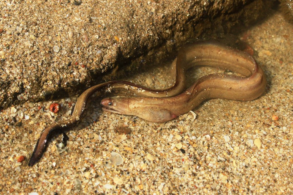 Slender giant moray