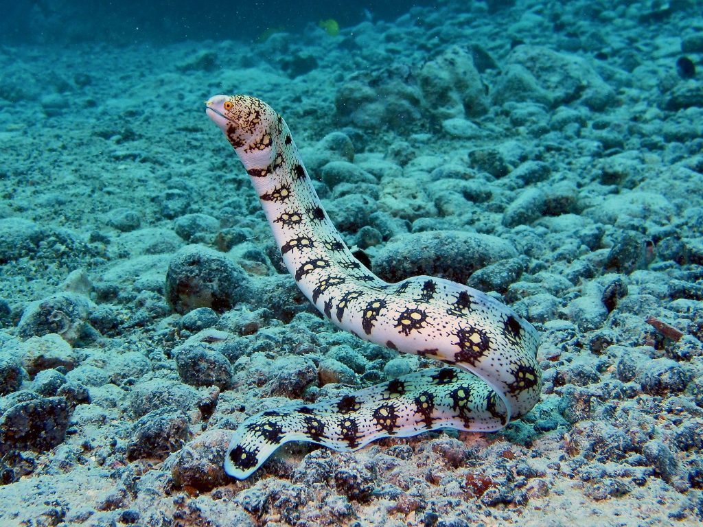 Types of eels Snowflake moray