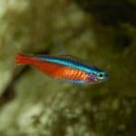 types of tetras