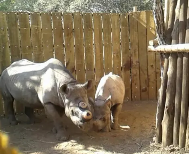 A black rhino mother reunites and bonds with her calf after their 700 km trip in separate crates, and after dehorning.
