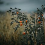 How to Prune Tomato Plants