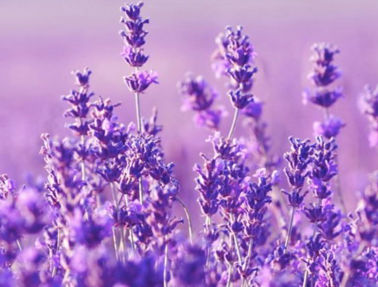 Lavender is Effective Mosquito Repellent Plants