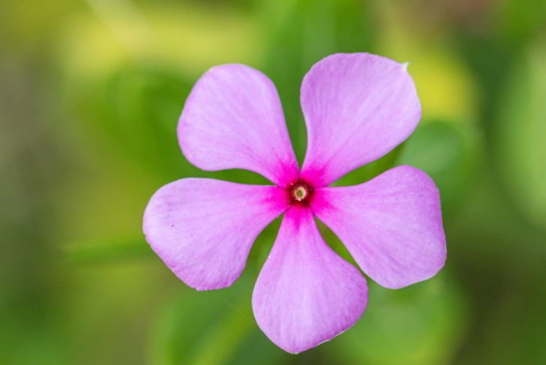 This is how ornamental plants Madagascar Periwinkle look a like