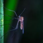 Most Effective Mosquito Repellent Plants You Should Try