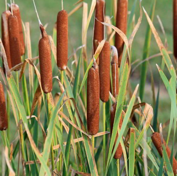 Typha latifolia is a wild water plant