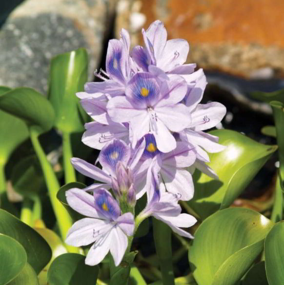 Water hyacinth plant