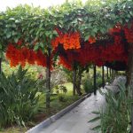 flame of irian vines