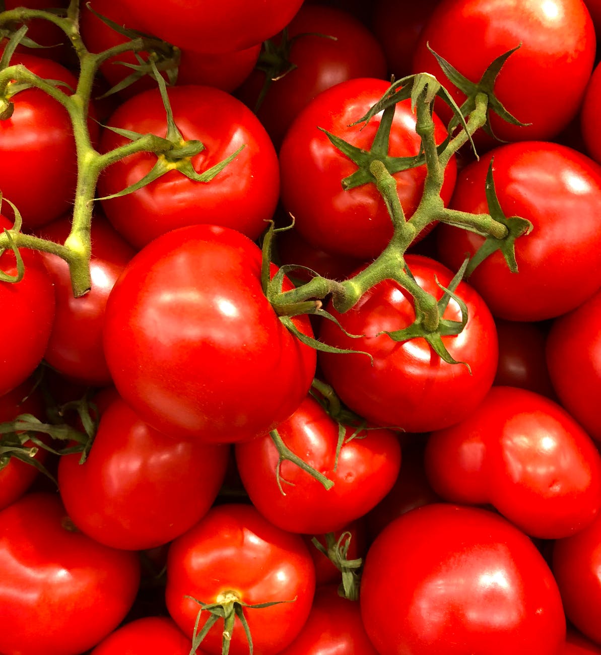 pruning tomato plant