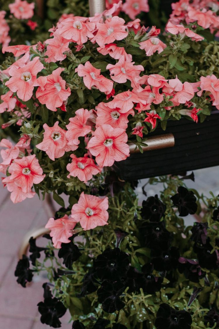 18 Types of Hanging Plants with the Most Beautiful Flowers Natgeos