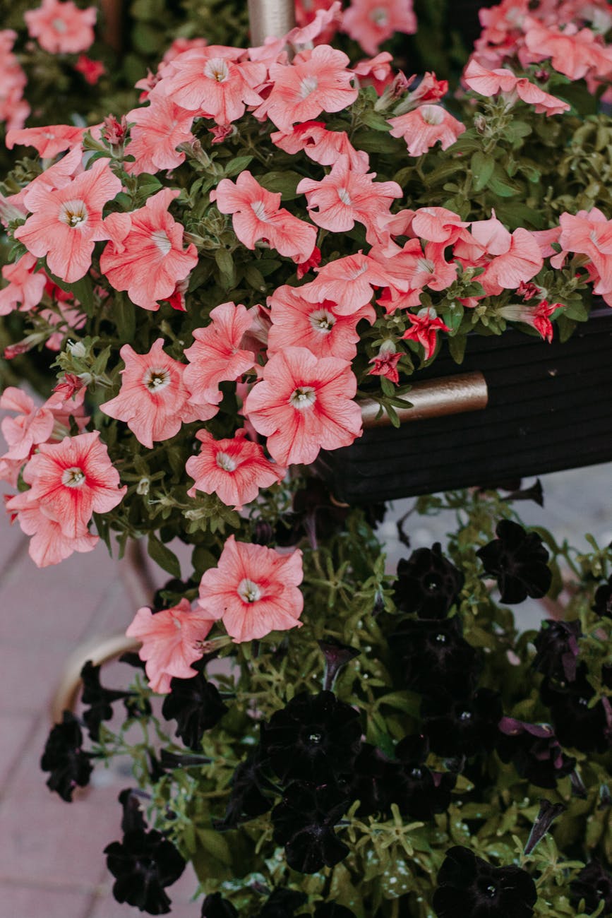 close up photo of pink petunia flowers