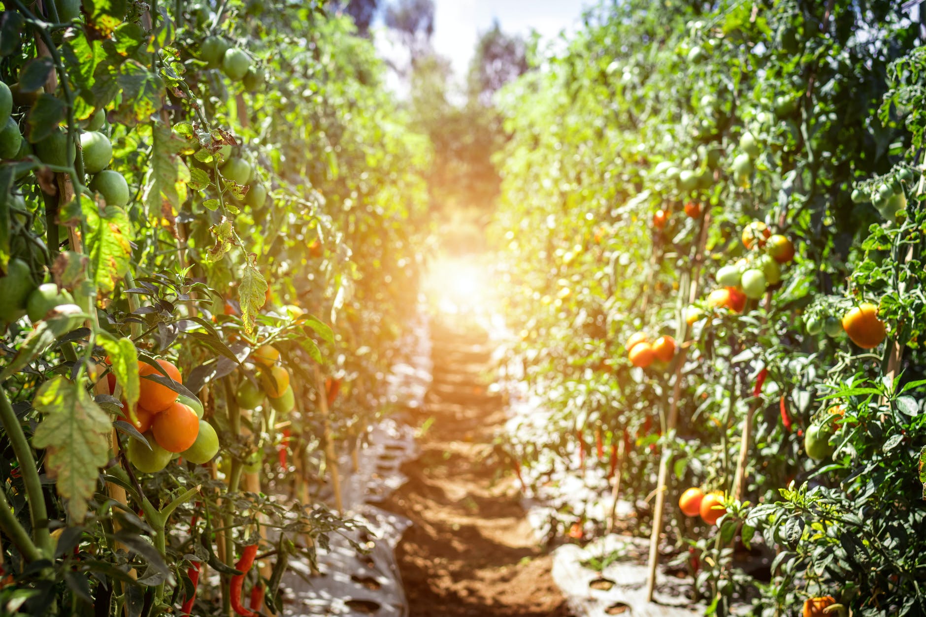 pruning tomatos stem