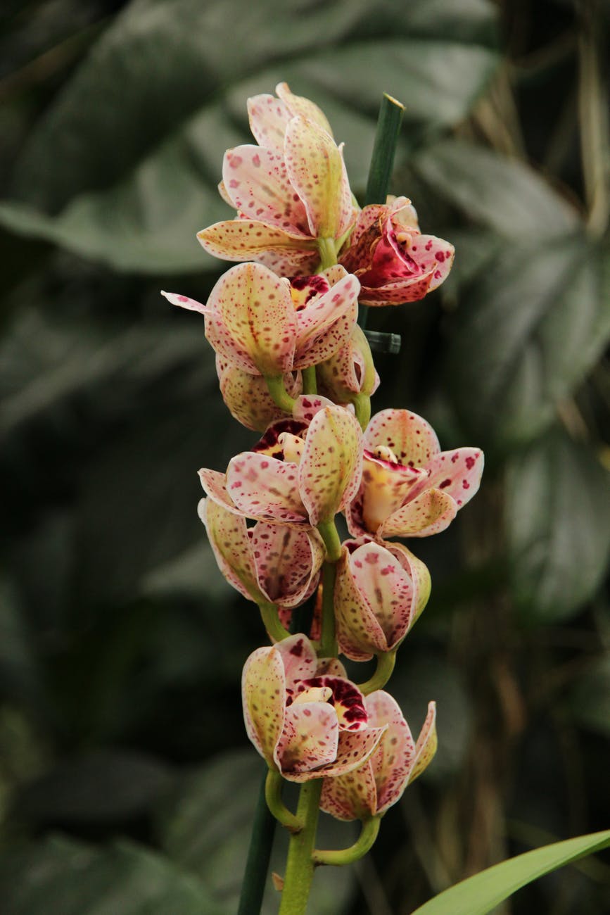 close up photography of an orchid