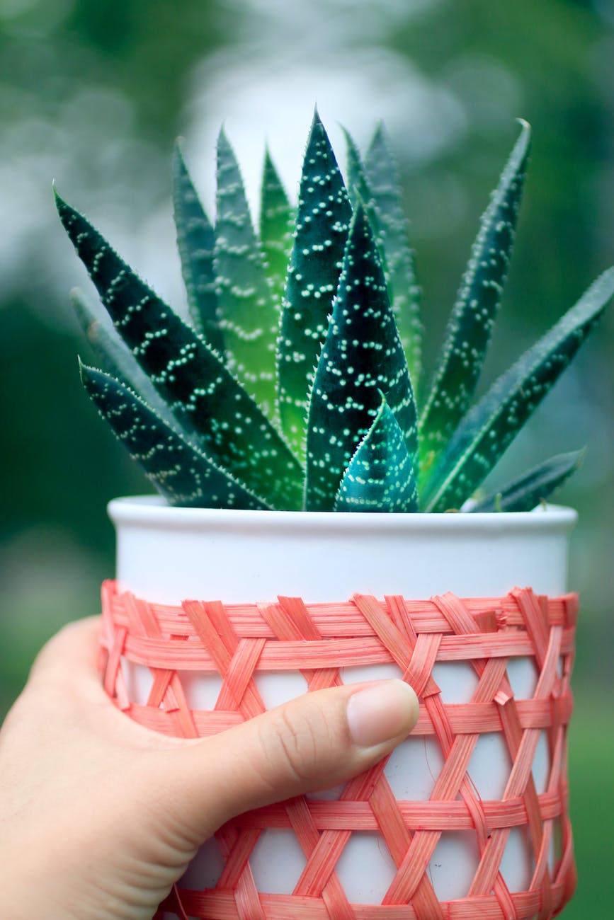 selective focus close up photo of hand holding potted aloe house plant