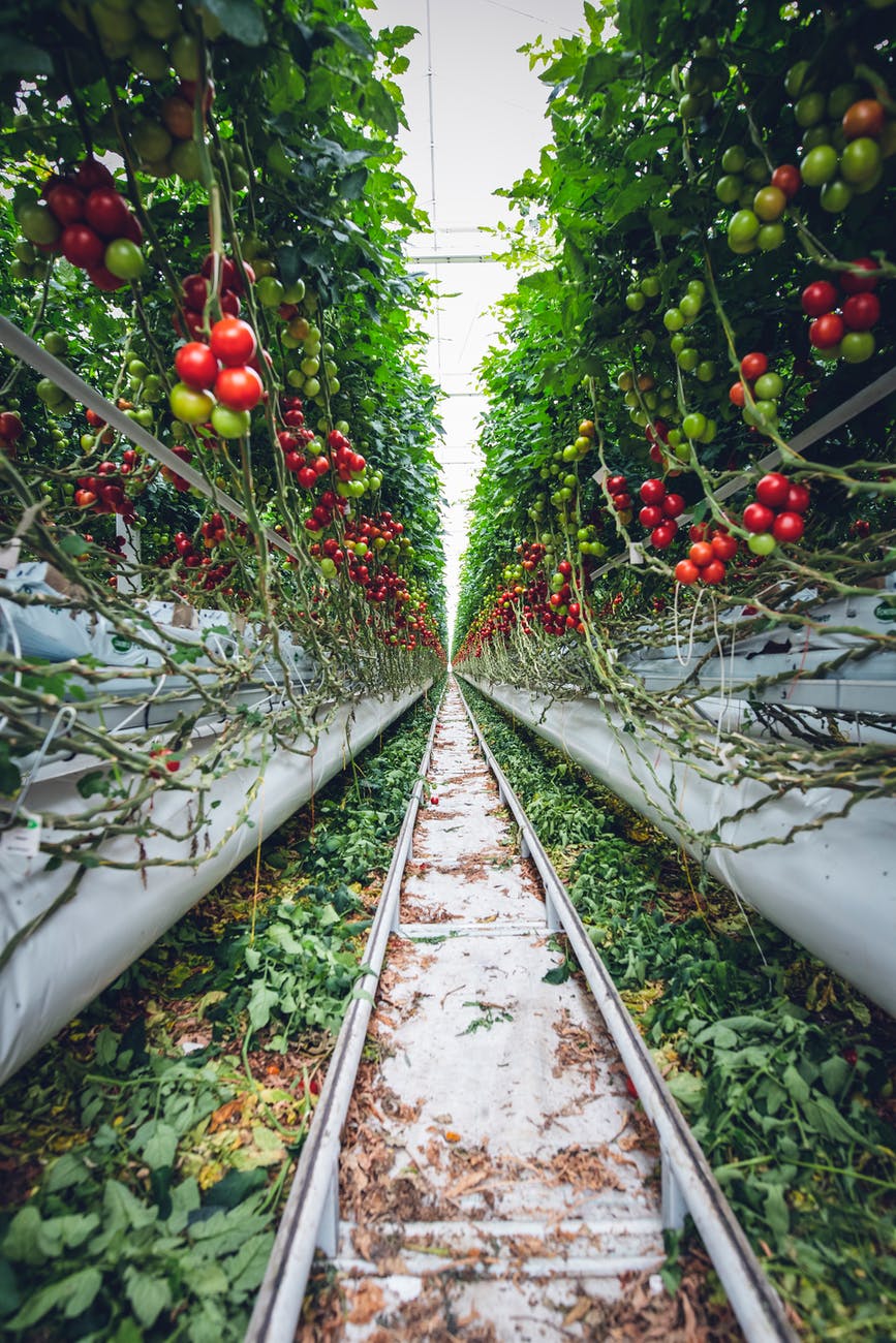 How to Prune Tomato Plants Like an Expert