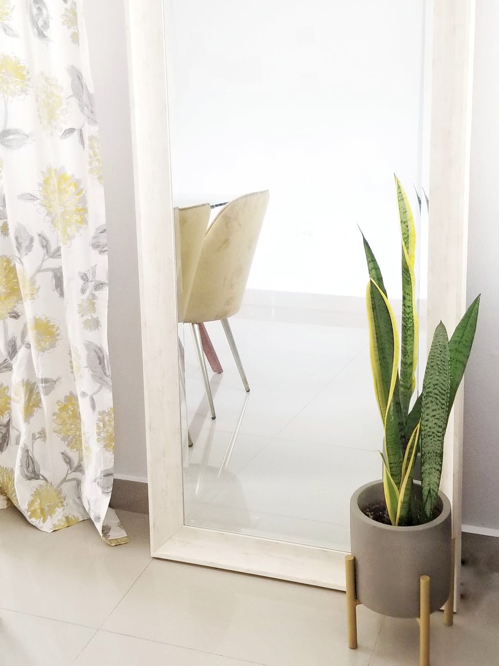 green snake plant on white ceramic pot