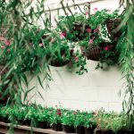 types of hanging plants