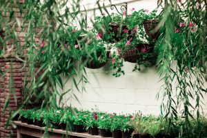 types of hanging plants