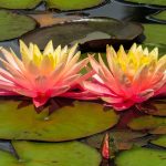 types of water plants