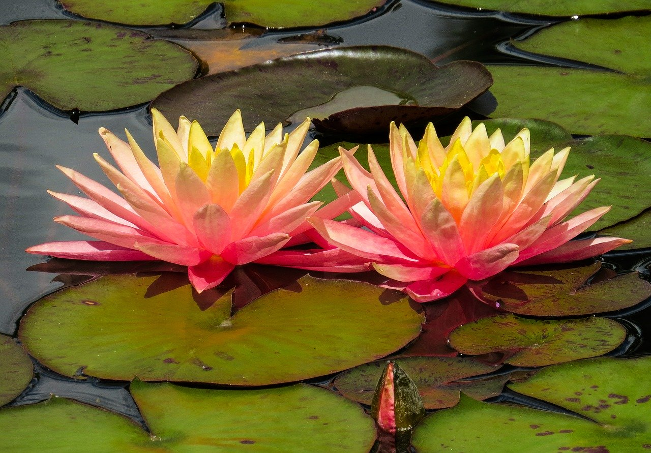 Best Types of Water Plants for Purifying Your Water Pond