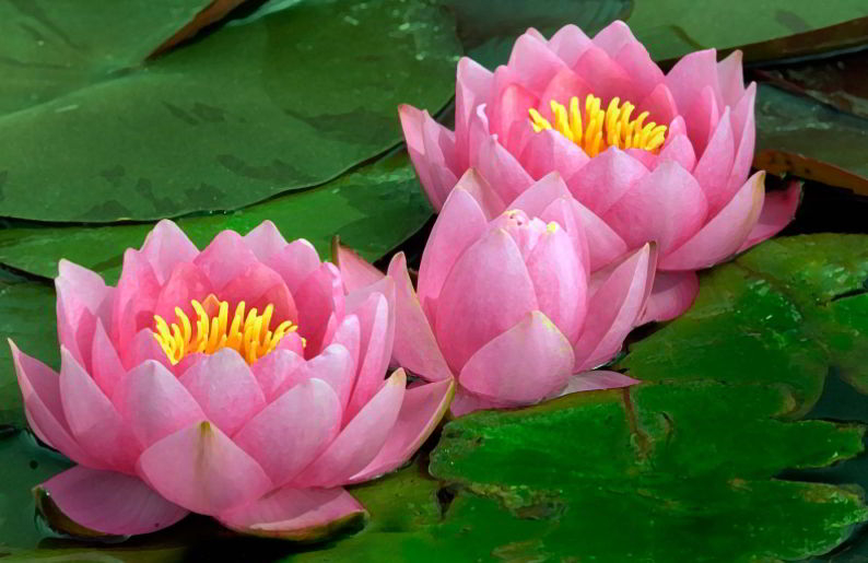 Water Lily Flower