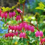 what is ornamental plants