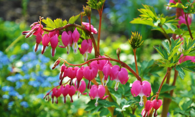What Is Ornamental Plants Types Benefits And Its Examples Natgeos