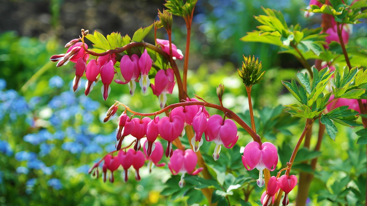 What is Ornamental Plants? Types, Benefits, and Its Examples - Natgeos