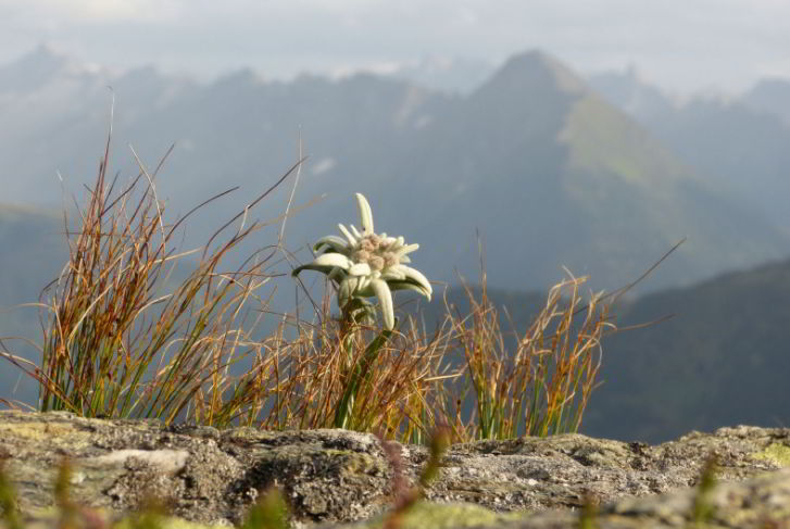 Meaning and Symbolism Edelweiss