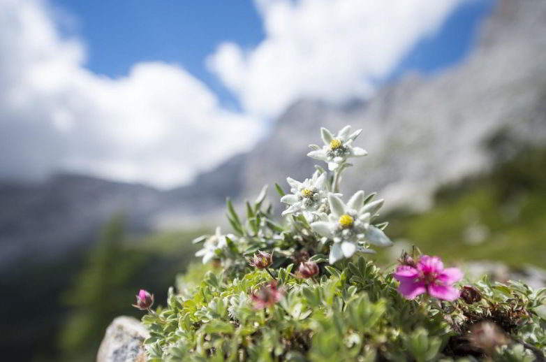 Characteristics of Edelweiss Flower