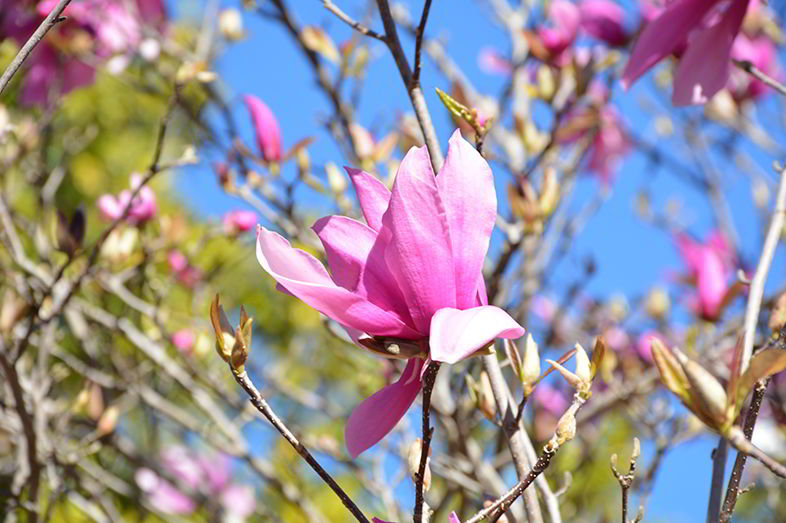 Magnolia Flower Meaning And Symbolism In Everyday Lives