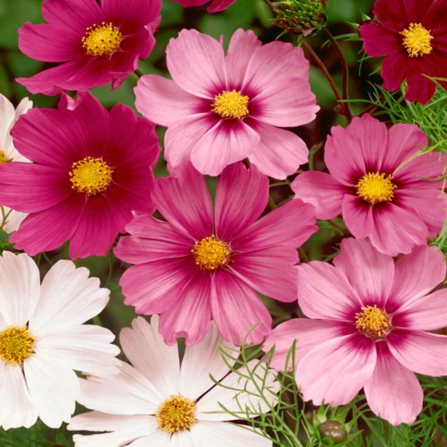 Cosmos Flower Meaning Everything You Need to Know