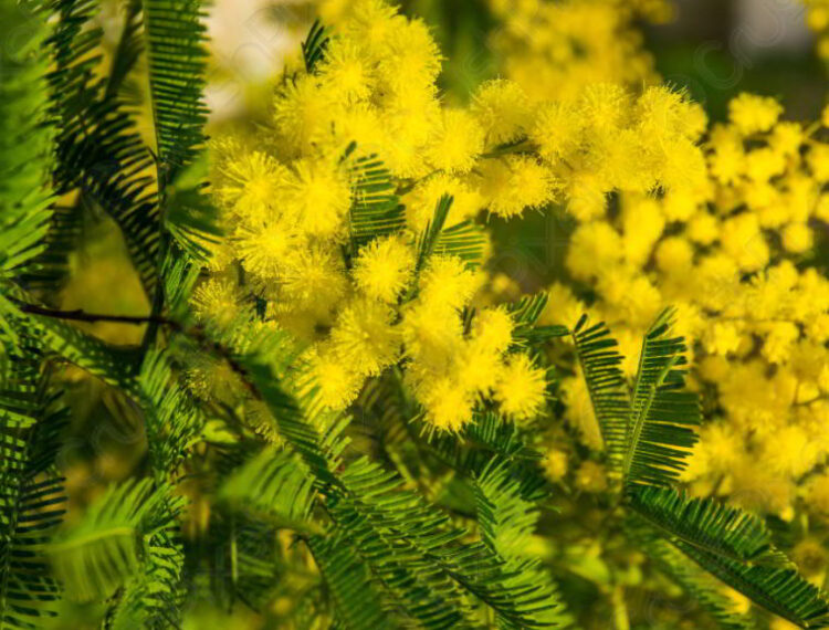 Mimosa Flower Meaning And Symbolism That You Need To Know