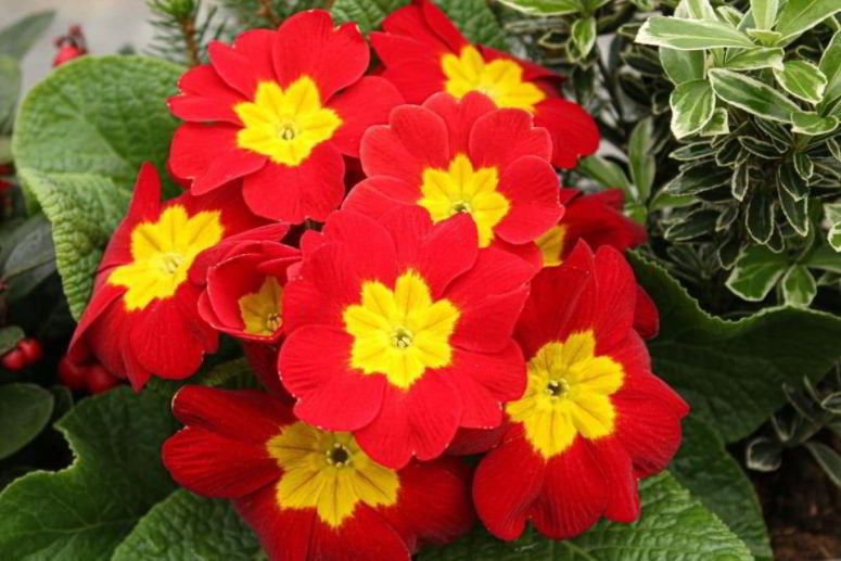 The Cultural Significance of a Primrose