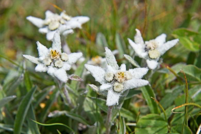 Edelweiss Name Meaning