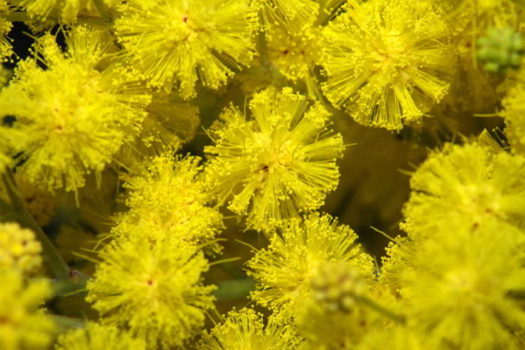 History of Giving Mimosa Flowers