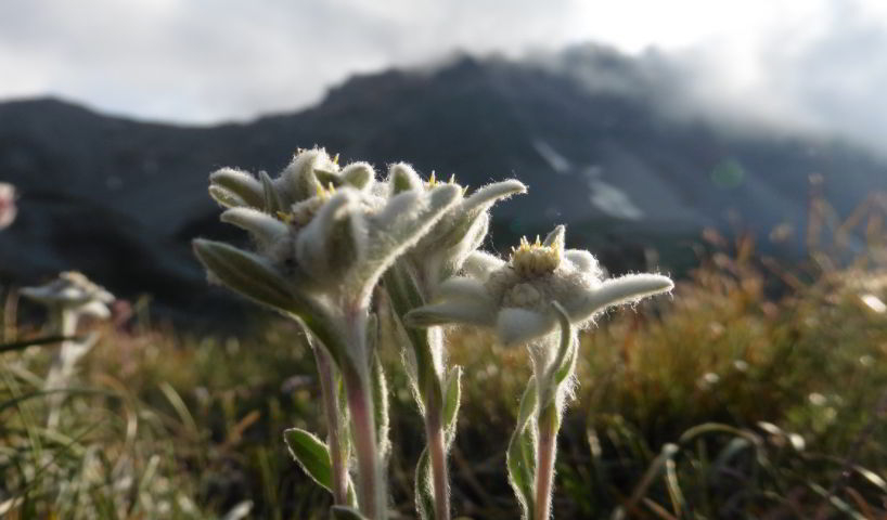 Healing Properties of The Edelweiss